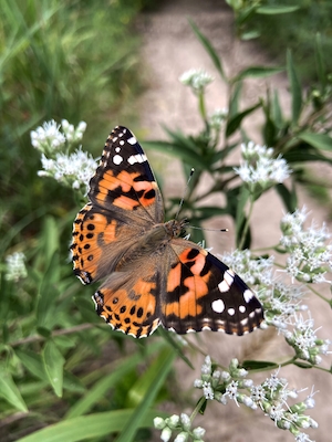 Бабочка  над цветком
