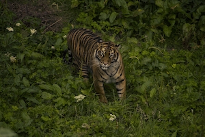 Суматранский тигр в зарослях