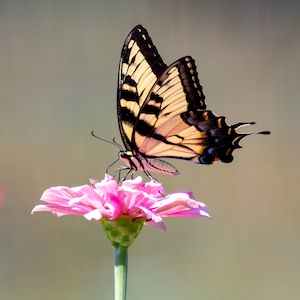 Бабочка с ласточкиным хвостом