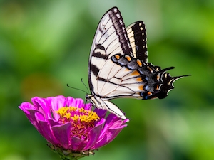 Бабочка с ласточкиным хвостом восточного тигра на цинни