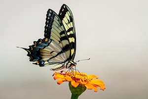 Бабочка с ласточкиным хвостом восточного тигра на циннии.