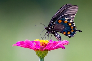 Бабочка с трубчатым ласточкиным хвостом на циннии.