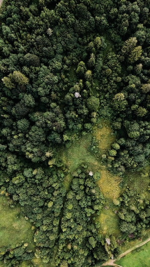 Фото зеленого леса с высоты