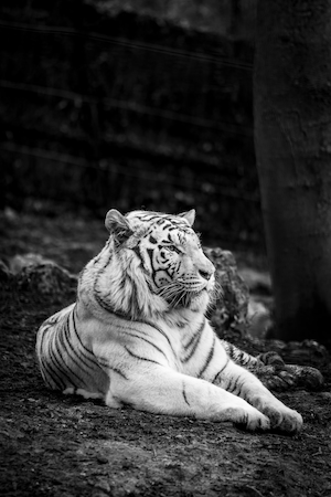 черно-белая фотография тигра, лежащего на земле 