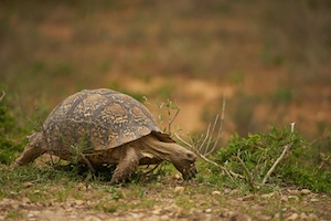 черепаха в дикой природе, крупный план 