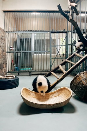 панда изучает плетеную корзинку, панда в вольере 
