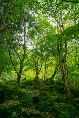 зеленый лес изнутри, стволы деревьев, мох, замшелые камни 