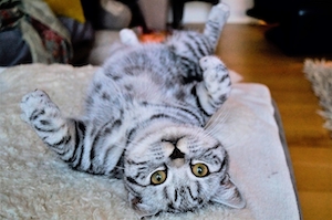 серебристый полосатый кот, лежит в постели на спине 