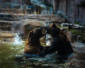 два бурых медведя сражаются в воде 