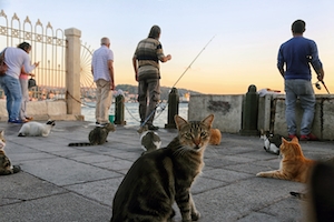 Коты и рыбаки в Стамбуле 