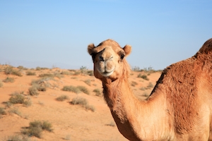 Верблюд, Дубай, Объединенные Арабские Эмираты