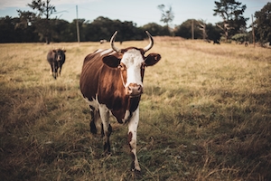 рогатая корова на сухом поле 