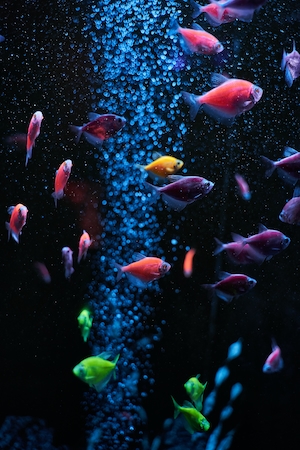 разноцветные яркие рыбы в воде