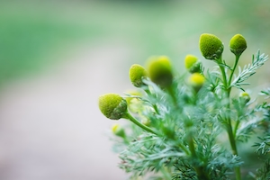 макрос желто-зеленого растения с размытым фоном и пустым пространством слева