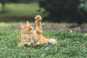Рыжая кошка в траве охотится на насекомое 