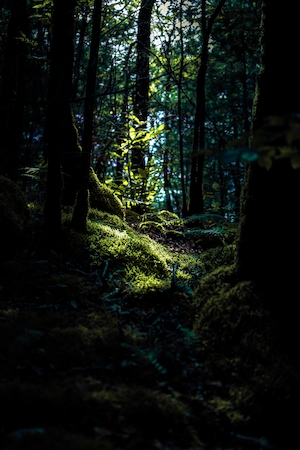 темный зеленый лес изнутри, стволы деревьев, мох, сосны, опавшие деревья, яркий луч света освещает зеленое растение в лесу 