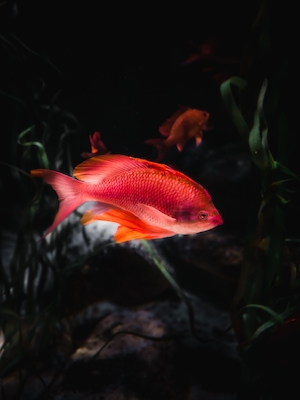 Оранжевая рыба на черном фоне 