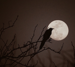 жуткая ворона рядом с полной луной 