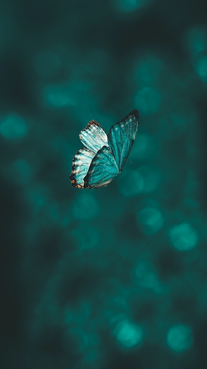 голубая бабочка на голубом фоне 