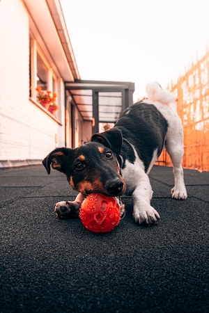 собака играет с красным мячиком 