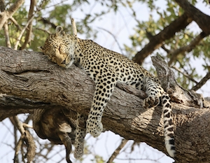 Леопард, спящий на дереве