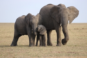 Слоны на поле 