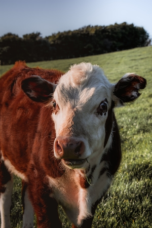 корова смотрит в кадр 