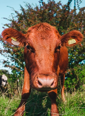 коричневая корова смотрит в кадр, крупный план 