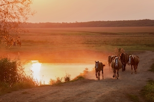 лошади гуляют у пруда на закате 