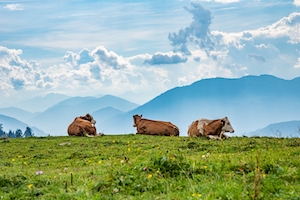 коровы на поле на фоне гор 