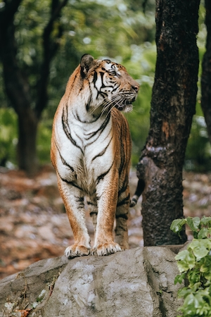 тигр стоит на камне, смотрит в сторону 