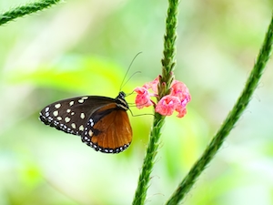 черная пестрая бабочка сидит на бутоне цветка 