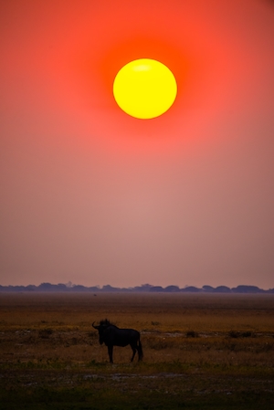 Закат над африканской саванной с красочным небом и животными, большое яркое солнце и красное небо вокруг него 