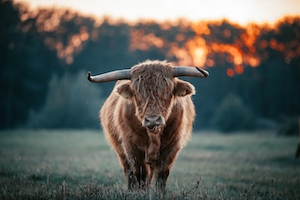 Высокий шотландский бык