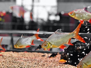 серебрянные рыбки с красными плавниками, вид сбоку, крупный план