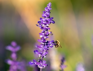 Макросъемка пчелы на фиолетовом цветке. 