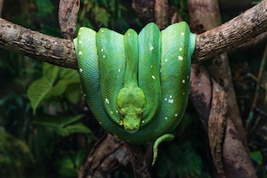 Зеленый древесный питон в классической позе, свернувшийся кольцом на ветке