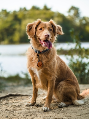 коричневая собака с ошейником на природе 