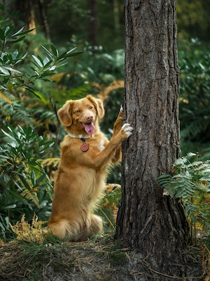 коричневая собака на природе