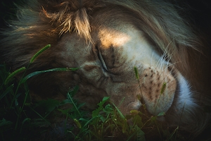 лев спит, крупный план 