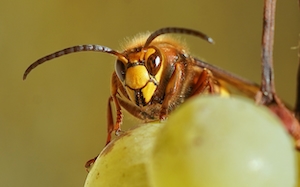 пчела, макро-съемка