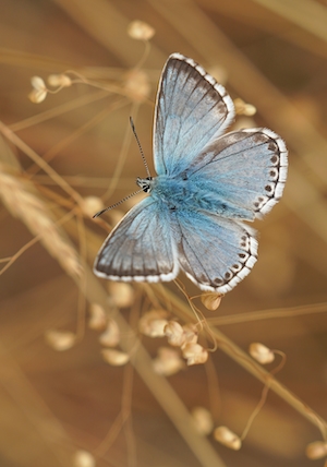 голубая бабочка, крупный план 