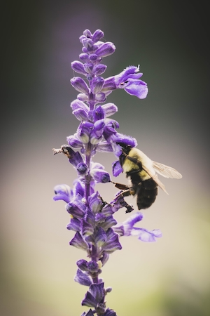 пчела собирает пыльцу, макросъемка