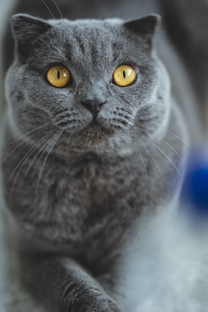 Серый кот с большими желтыми глазами, крупный план 