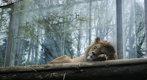лев спит в вольере 