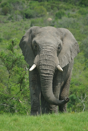 слон с бивнями, фото в полный рост 