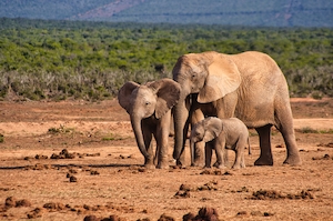 Семья слонов у водопоя