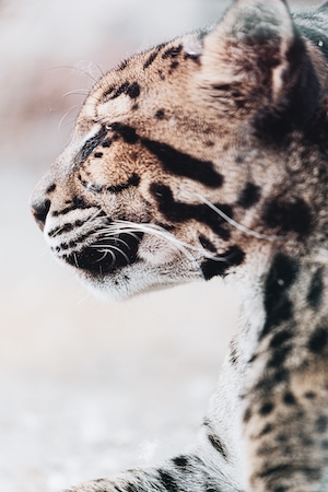 леопард, профиль крупным планом 