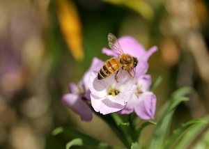 Медоносная пчела, собирающая нектар с лилового цветка весной
