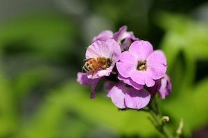 Медоносная пчела, собирающая нектар и опыляющая цветы весной